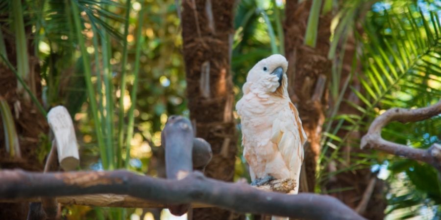Moluccan cockatoo Dublin zoo
