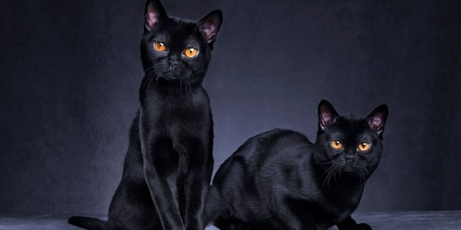 Los gatos irlandeses negros son de mala suerte