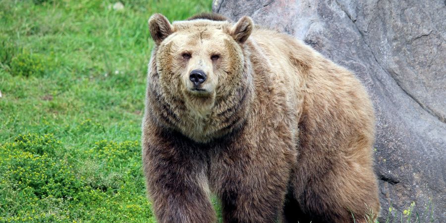 osos Irlanda Fauna