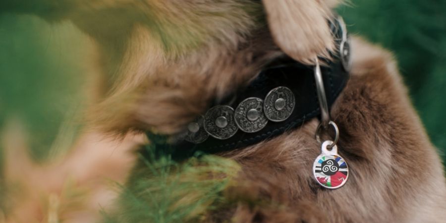 perra con símbolos celtas